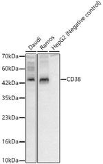 CD38 Antibody in Western Blot (WB)