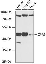 CPA6 Antibody in Western Blot (WB)