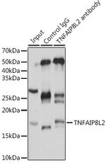 TNFAIP8L2 Antibody in Immunoprecipitation (IP)