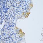 EFCAB4B Antibody in Immunohistochemistry (Paraffin) (IHC (P))