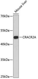 EFCAB4B Antibody in Western Blot (WB)