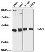 PMVK Antibody in Western Blot (WB)