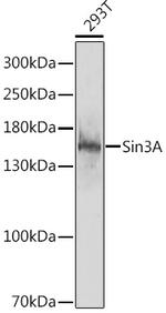 SIN3A Antibody in Western Blot (WB)