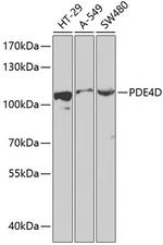 PDE4D Antibody in Western Blot (WB)