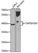 TRAIL-R4 Antibody in Western Blot (WB)