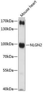 Neuroligin 2 Antibody in Western Blot (WB)