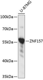 ZNF157 Antibody in Western Blot (WB)