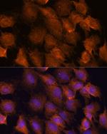 SCRN3 Antibody in Immunocytochemistry (ICC/IF)