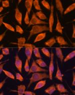 SCRN3 Antibody in Immunocytochemistry (ICC/IF)