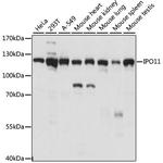 Importin 11 Antibody in Western Blot (WB)