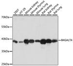 B4GALT4 Antibody in Western Blot (WB)