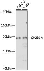 SH2D3A Antibody in Western Blot (WB)