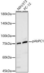 PABP Antibody in Western Blot (WB)