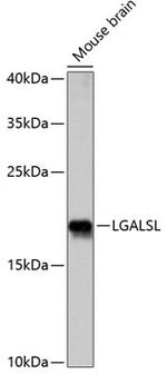 LGALSL Antibody in Western Blot (WB)