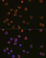 CD11c Antibody in Immunocytochemistry (ICC/IF)