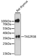 TAS2R38 Antibody in Western Blot (WB)