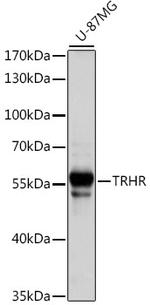 TRHR Antibody in Western Blot (WB)