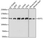 FAM62A Antibody in Western Blot (WB)