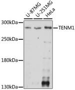 TENM1 Antibody in Western Blot (WB)