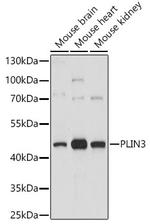 TIP47 Antibody in Western Blot (WB)