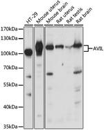 AVIL Antibody in Western Blot (WB)