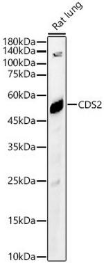 CDS2 Antibody in Western Blot (WB)