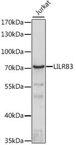 LILRB3 Antibody in Western Blot (WB)