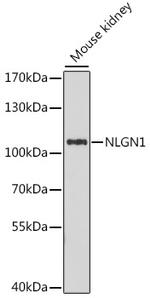 Neuroligin 1 Antibody in Western Blot (WB)