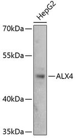 ALX4 Antibody in Western Blot (WB)