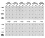 H3R17me2s Antibody in Dot Blot (DB)