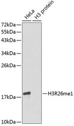 H3R26me1 Antibody in Western Blot (WB)