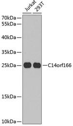 RTRAF Antibody in Western Blot (WB)