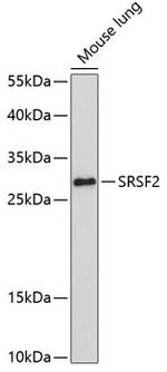 SRSF2 Antibody in Western Blot (WB)