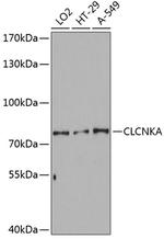 CLCNKA Antibody in Western Blot (WB)