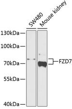 FZD7 Antibody in Western Blot (WB)
