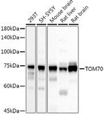 TOM70 Antibody in Western Blot (WB)