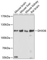 DHX36 Antibody in Western Blot (WB)