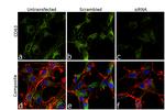 CD63 Antibody