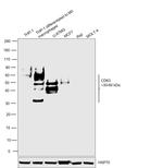 CD63 Antibody