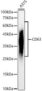 CD63 Antibody in Western Blot (WB)