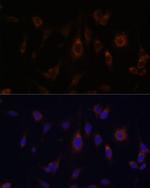 GLRX Antibody in Immunocytochemistry (ICC/IF)