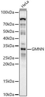 GMNN Antibody in Western Blot (WB)