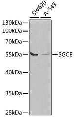 SGCE Antibody in Western Blot (WB)