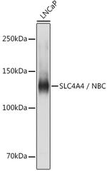 SLC4A4 Antibody in Western Blot (WB)