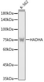 HADHA Antibody in Western Blot (WB)