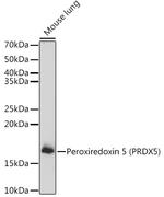 PRDX5 Antibody in Western Blot (WB)