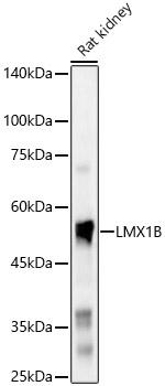 LMX1B Antibody in Western Blot (WB)