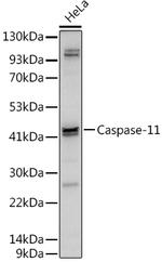 Caspase 4 Antibody in Western Blot (WB)