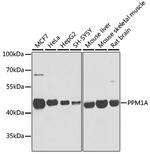 PPM1A Antibody in Western Blot (WB)