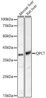QPCT Antibody in Western Blot (WB)